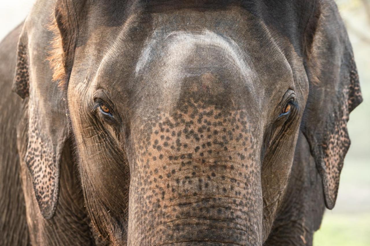 Kaav Safari Lodge, Kabini Begūr Kültér fotó