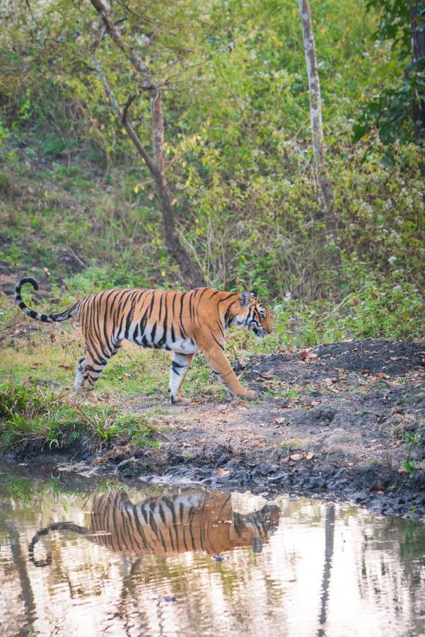 Kaav Safari Lodge, Kabini Begūr Kültér fotó