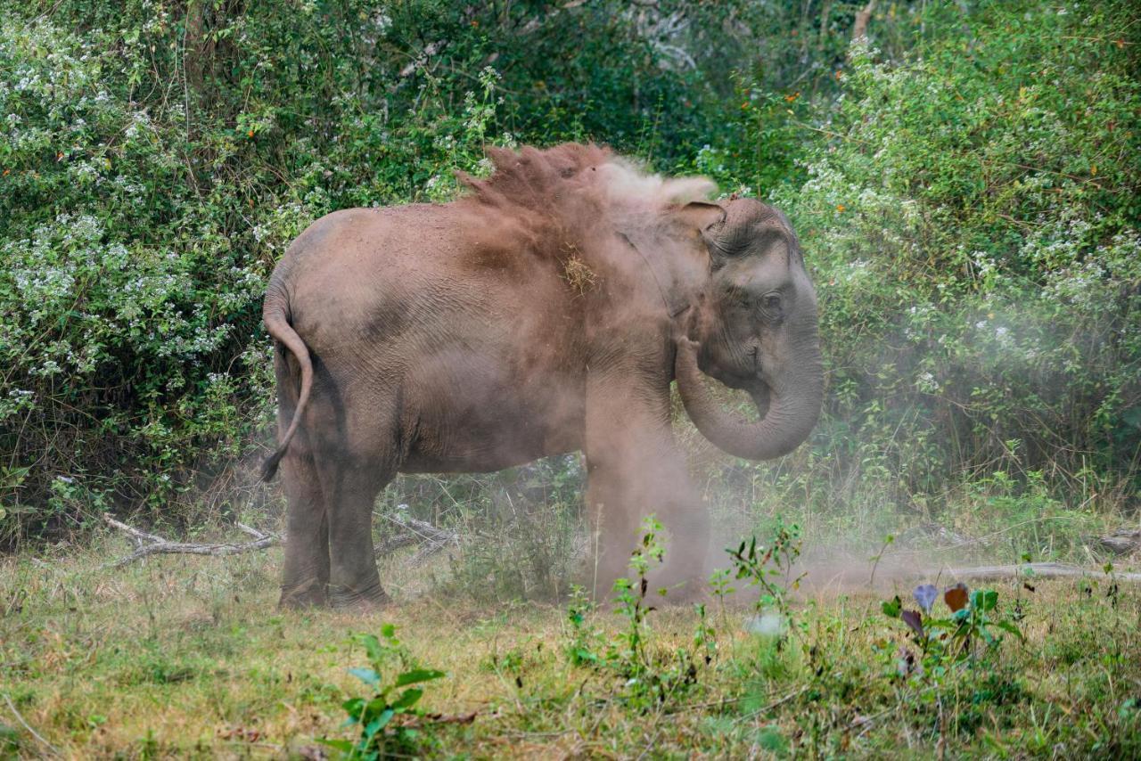 Kaav Safari Lodge, Kabini Begūr Kültér fotó